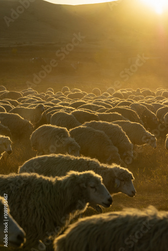 sheep herd at the sunset in hill landscape in Vashlovani National Park, Georgia