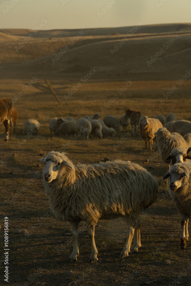 Fototapeta premium sheep in a herd at the sunset in hill landscape in Vashlovani National Park , Georgia