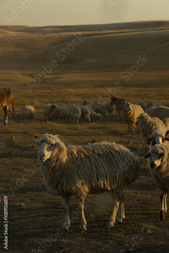 sheep in a herd at the sunset in hill landscape in Vashlovani National Park , Georgia