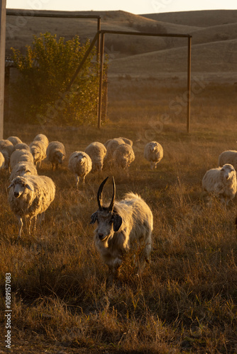 goat in a herd at the sunset in hill landscape in Vashlovani National Park, Georgia