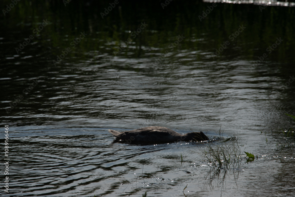 Fototapeta premium Nurogęś nad rzeką