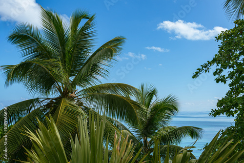 Beautiful Coconut Palm Trees At The Seaside