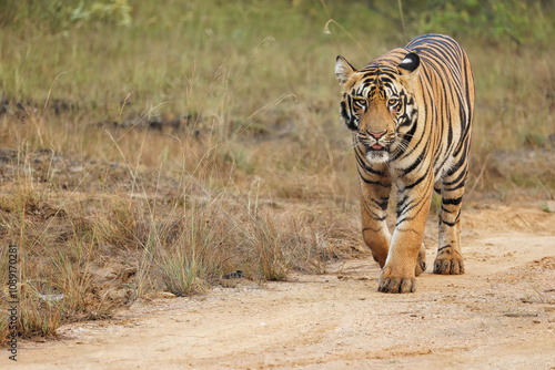 Photography Sub Adult Male Tiger bold, ferocious and Majestic at Bandipur National Park, Kar