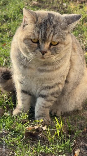 Wallpaper Mural Pretty cat on the grass, vertical video. Torontodigital.ca