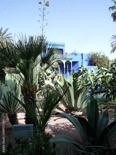 palm trees in the city