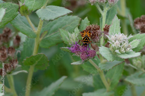 фотографія Delta Flower Scarab Beetle, Trigonopeltastes delta, on Marsh Fleabane