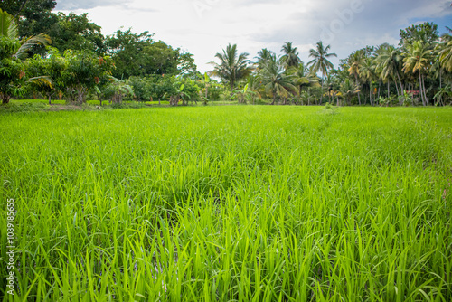 green rice field beautiful landscape image photo