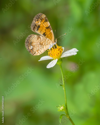 Side profile view of a pearl crescent butterfly, Phyciodes tharos, drinking nectar from a bidens alba flower. Details the coloration and markings of the underside of the wings. Vertical photo