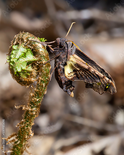 Detailed lateral view of Sphecodina abbottii, Abbott's Sphinx Moth, a stout hawk moth with brindle wing patterns that allow it to blend into tree bark. Resting on a fern. Vertical photo