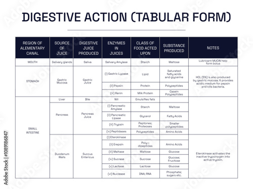 Tabular form of Digestive Action