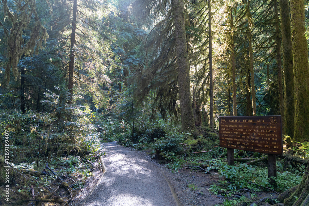 Thick Washington forest with lots of shrubs at the trailhead of Lake Twenty-Two. Thick Washington forest with lots of shrubs at the trailhead of Lake Twenty-Two.