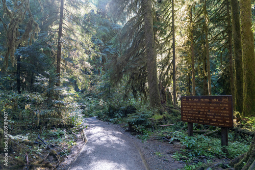 Thick Washington forest with lots of shrubs at the trailhead of Lake Twenty-Two.