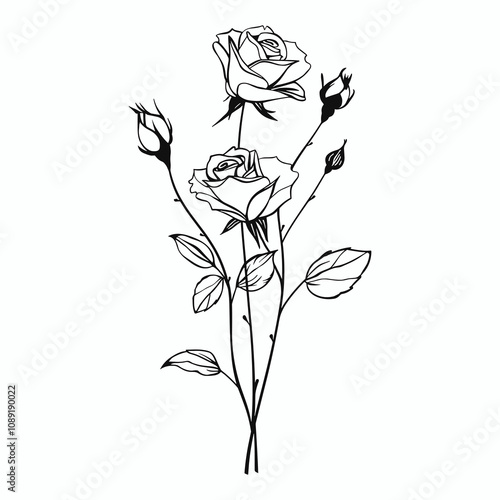Outline rose flower with stem and leaves on white background. Blooming bud, thorns. Black thin line art. Vintage vector icon, print, logo