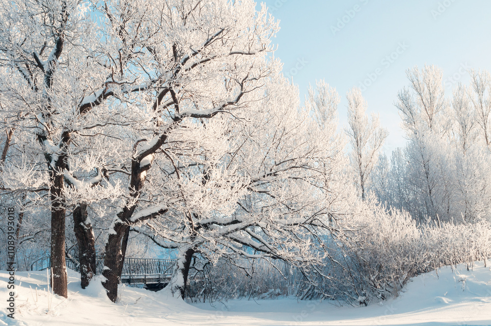 Winter forest landscape, frosty winter trees in the forest in sunny morning. Winter tranquil landscape of forest nature Winter forest landscape, frosty winter trees in the forest in sunny morning. Winter tranquil landscape of forest nature