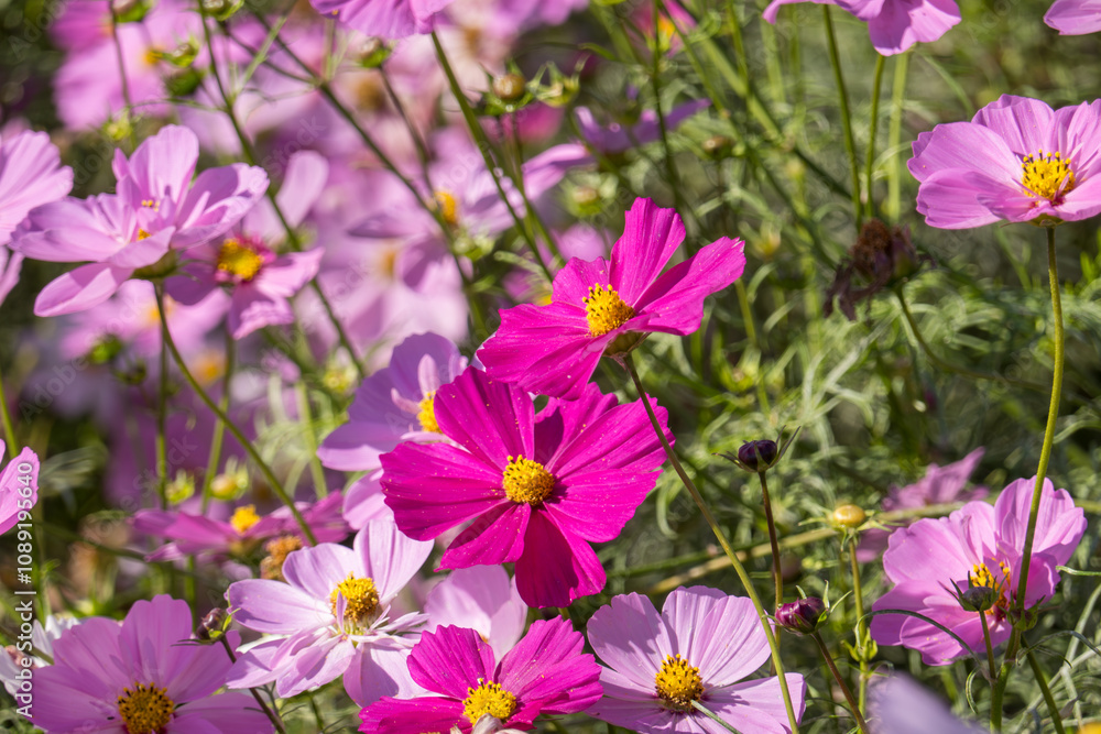 Vibrant cosmos flowers blooming in the garden Vibrant cosmos flowers blooming in the garden
