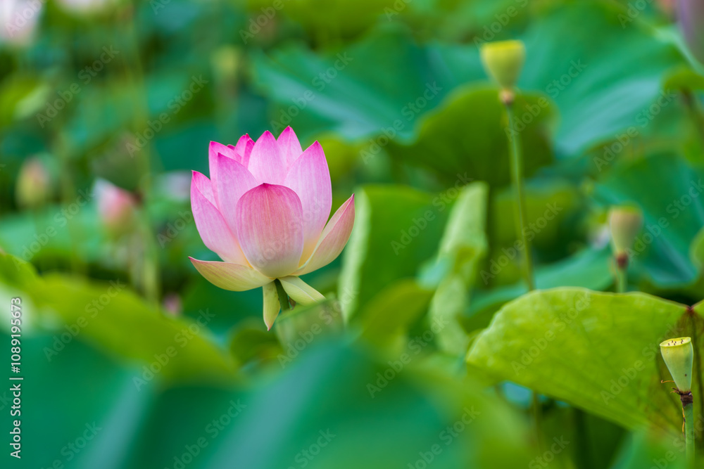 Lotus flower blooming among lush green leaves Lotus flower blooming among lush green leaves