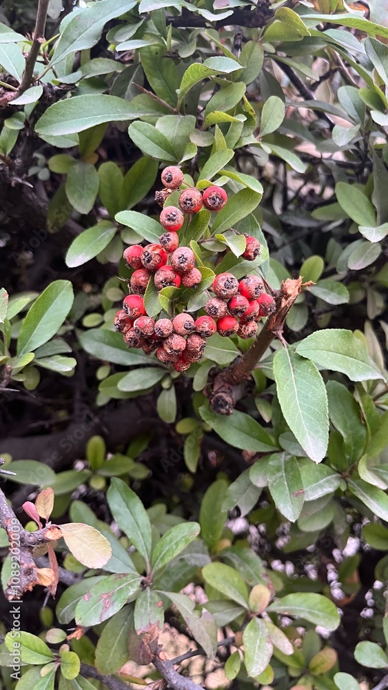 Pyracantha crenulata, pyracantha koidzumii Pyracantha crenulata, pyracantha koidzumii