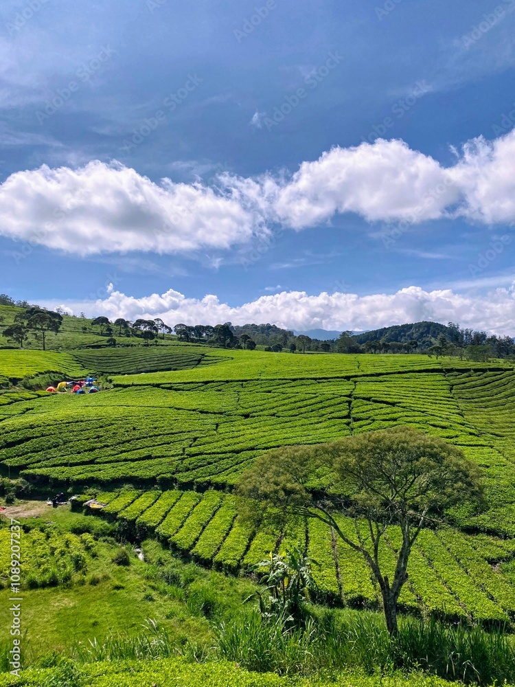 Obraz premium green tea plantation