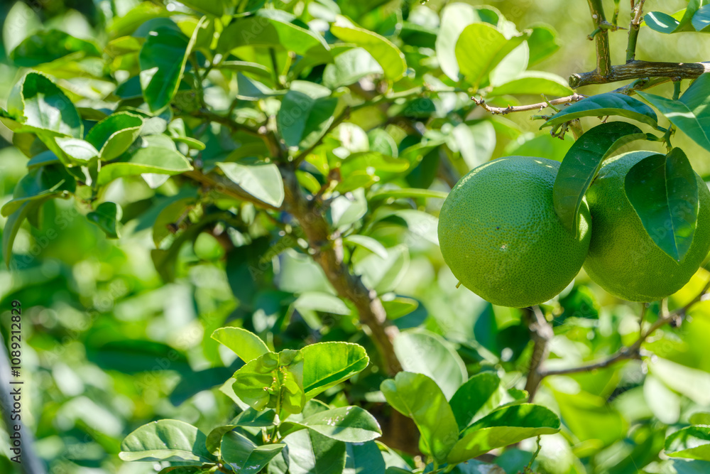 Green Citrus Fruits on Branch Green Citrus Fruits on Branch
