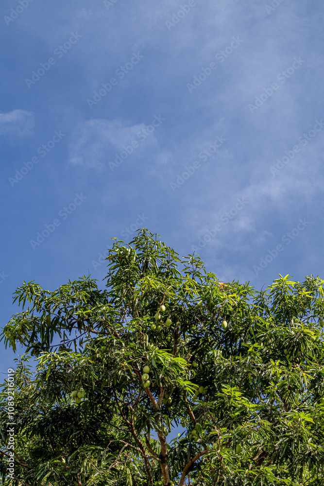 Fototapeta premium mango trees and sky crop image