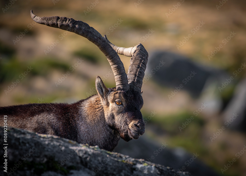 Mountain goat in the Sierra Mountain goat in the Sierra