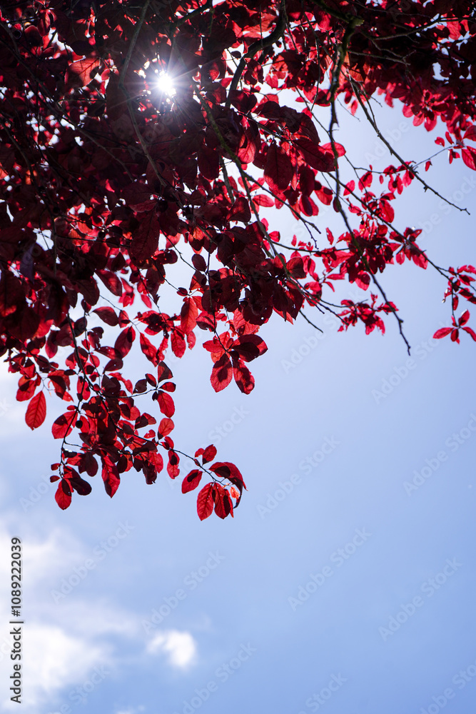 Bright red tree leafs on clear blue sky with some sunshine in spring, Tree with red purple leafs, Dortmund, NRW, Germany Bright red tree leafs on clear blue sky with some sunshine in spring, Tree with red purple leafs, Dortmund, NRW, Germany