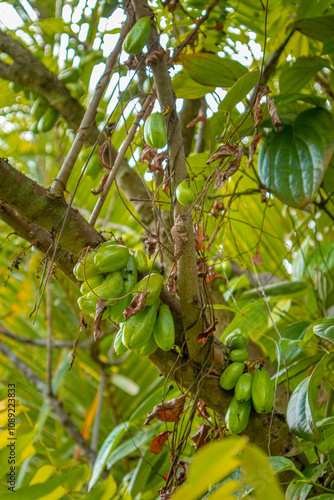 Bilimbi fruit on tree stock image photo