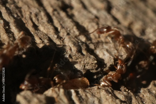 Macro closeup of ants crawling in and out of a crack in the concrete. photo