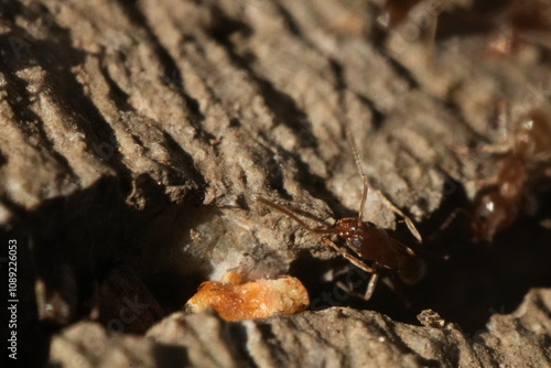 Macro closeup of ants crawling in and out of a crack in the concrete. photo