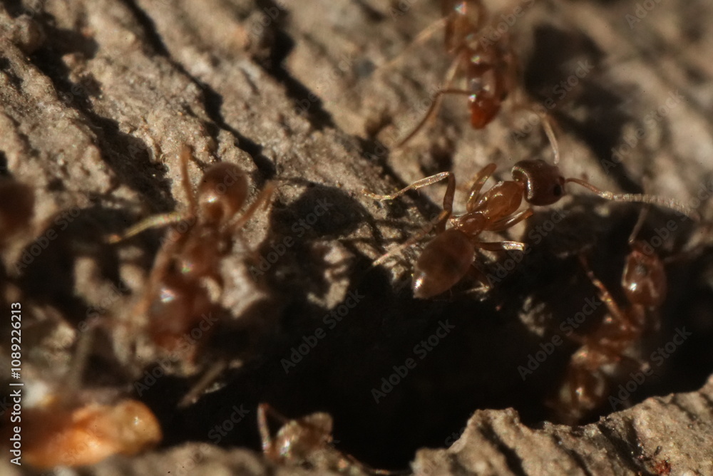 Macro closeup of ants crawling in and out of a crack in the concrete. Macro closeup of ants crawling in and out of a crack in the concrete.