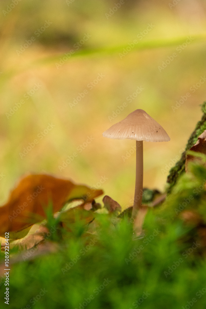 The Common bonnet mushroom (mycena galericulata) in a Dutch forest, fall season. The Common bonnet mushroom (mycena galericulata) in a Dutch forest, fall season.