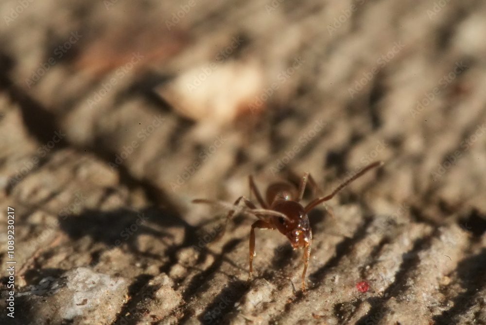 Macro closeup of ants crawling in and out of a crack in the concrete. Macro closeup of ants crawling in and out of a crack in the concrete.