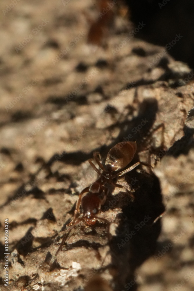 Macro closeup of ants crawling in and out of a crack in the concrete. Macro closeup of ants crawling in and out of a crack in the concrete.