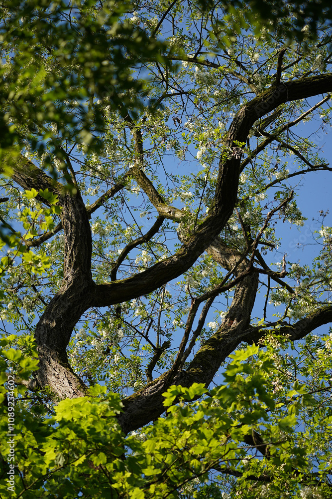 Beautiful blooming spring tree tops with green leafs and white small flowers on contrasting blue sky, North Rhine-Westphalia, Germany Beautiful blooming spring tree tops with green leafs and white small flowers on contrasting blue sky, North Rhine-Westphalia, Germany