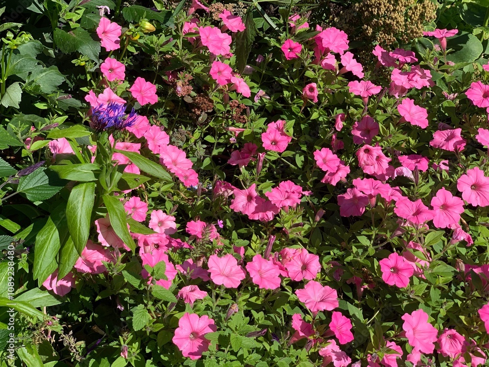 fleurs roses fleurs roses