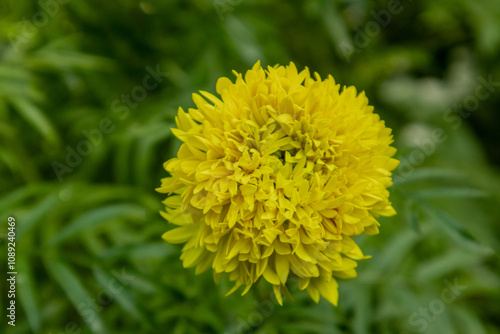 beautiful Marigold flower close up image photo