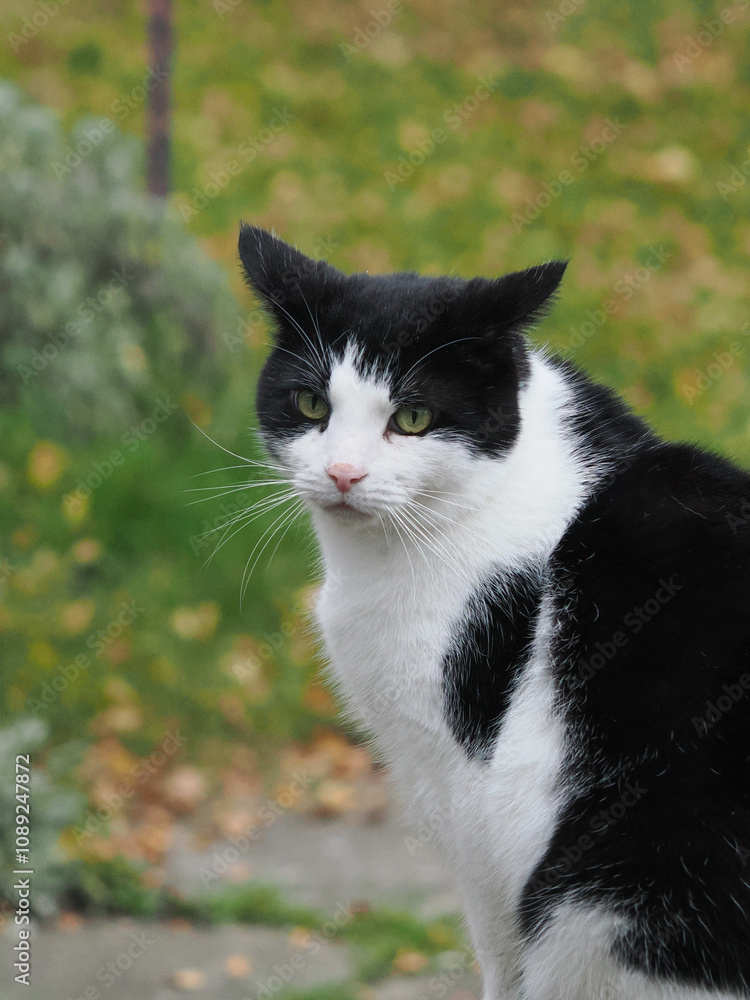 a cute white and black pet cat vertical crop format a cute white and black pet cat vertical crop format