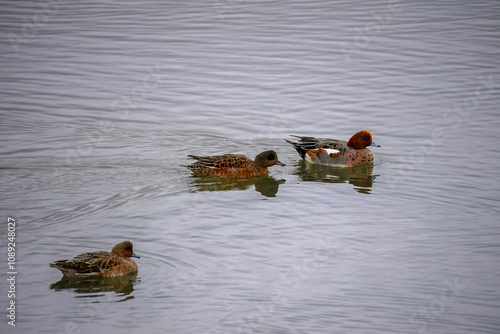 the eurasian wigeon or european wigeon also known as the widgeon or the wigeon mareca penelope photo