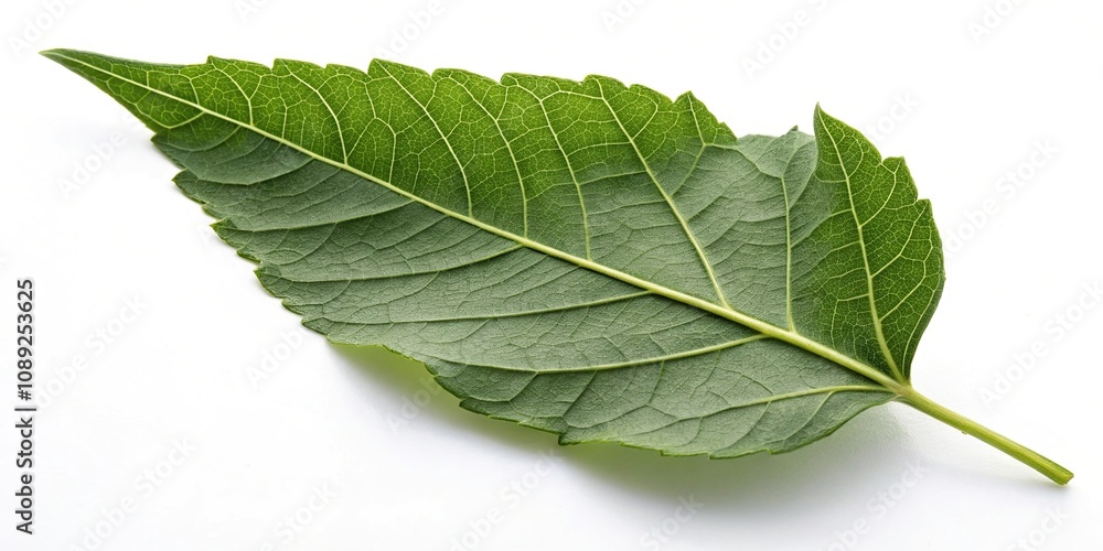 Obraz premium A solitary large green leaf on a white background with subtle shadows and depth, leafy, botanical