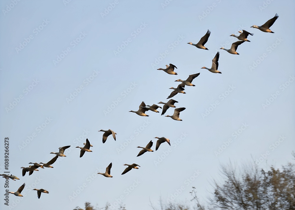 Flock of Geese Flying in Formation Flock of Geese Flying in Formation