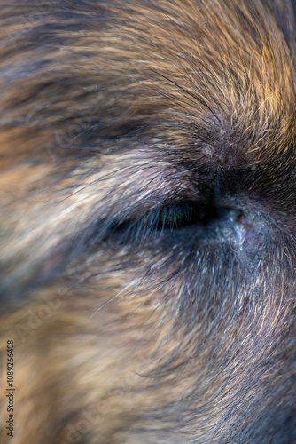 Wallpaper Mural A close up of a dog's eye with a brown and black fur Torontodigital.ca