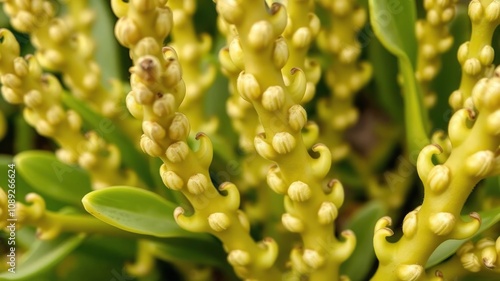 Close-up of Cistanche Tubulosa stems and leaves, cistanche tubulosa, cactus-like, succulent