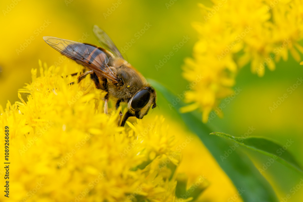 Schwebfliege auf einer Bienenweide Schwebfliege auf einer Bienenweide