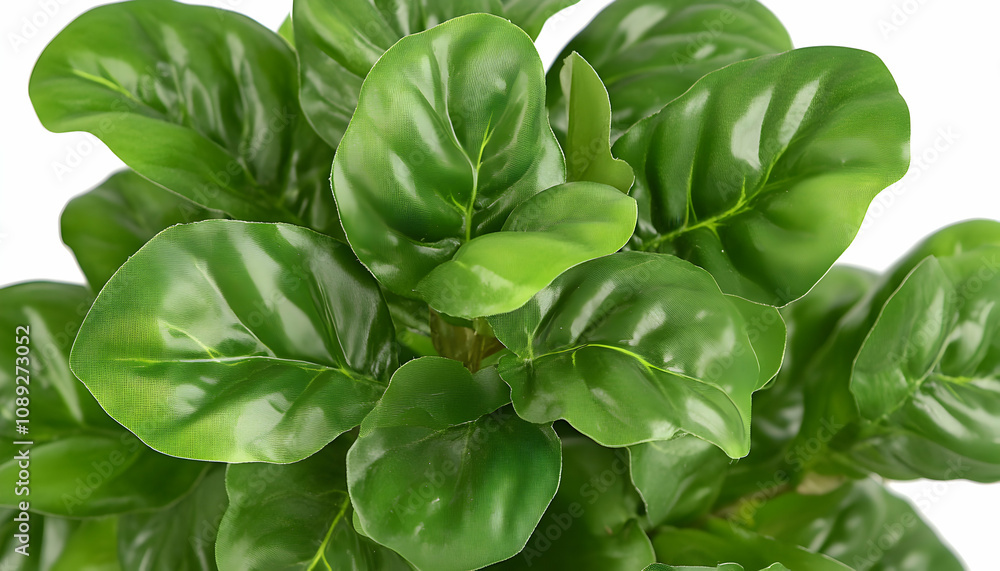 Lush green leaves of a vibrant houseplant, detailed close-up showcasing texture and color. Perfect for adding a natural touch to your designs. Lush green leaves of a vibrant houseplant, detailed close-up showcasing texture and color. Perfect for adding a natural touch to your designs.