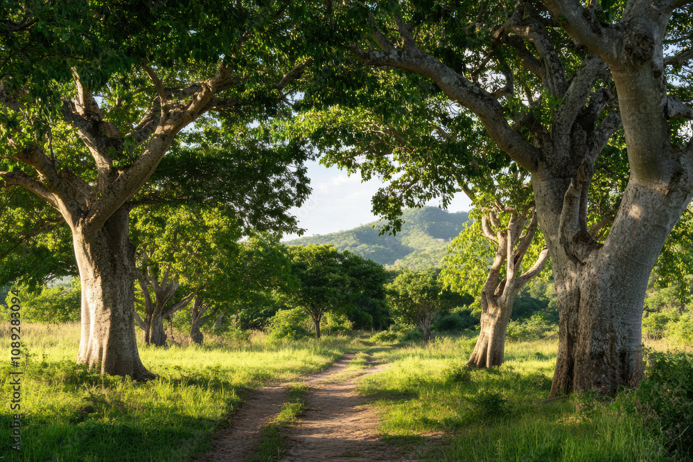 a path runs through a green landscape with large baobab trees under sunlight, leading towards distant hills a path runs through a green landscape with large baobab trees under sunlight, leading towards distant hills