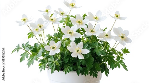 Front view of a beautiful potted Rue Anemone plant with delicate white flowers and lush green foliage, set against a clean white background. photo