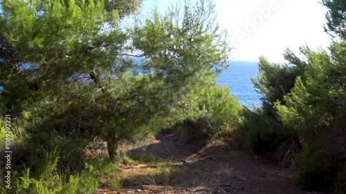 Accessible trail on the clifftop along the Cilento coastal area with shrubs and Maritime Pine trees in south Italy. 