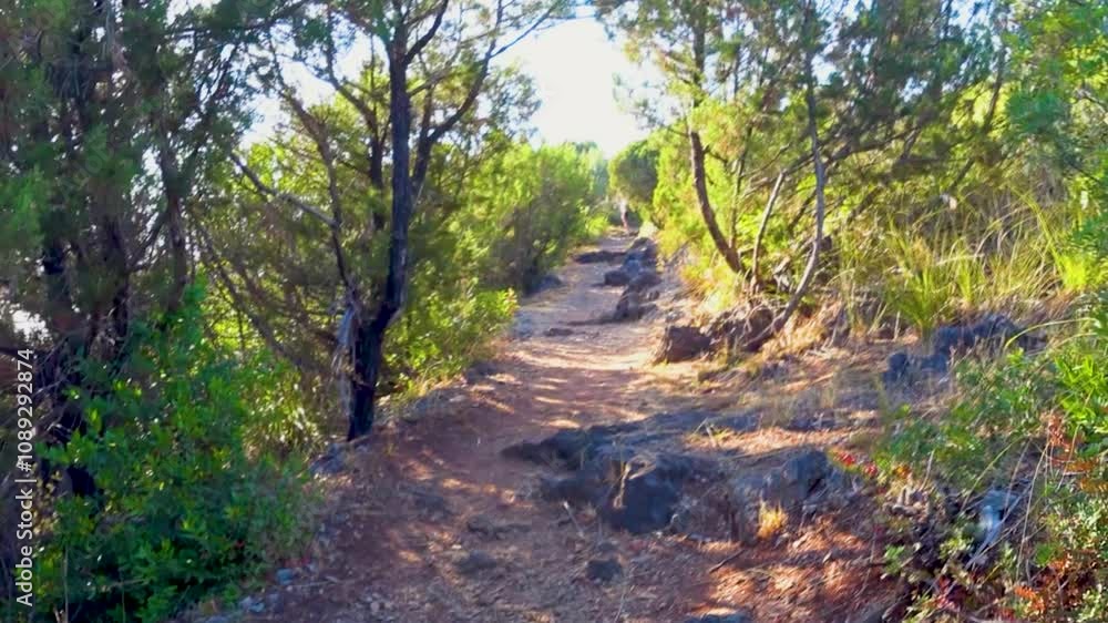 Sun-drenched track leading to the beach on the cliff top with shrubs and Maritime Pines trees along the coast of Marina di Camerota, Italy.
Sun-drenched track leading to the beach on the cliff top with shrubs and Maritime Pines trees along the coast of Marina di Camerota, Italy.