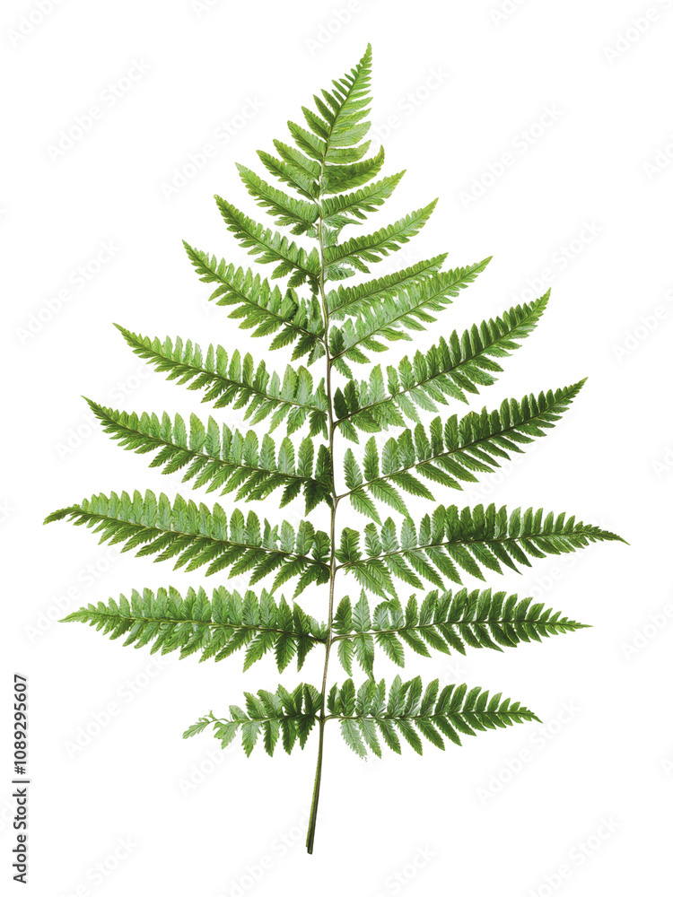 PNG Vibrant green fern leaves on a white background PNG Vibrant green fern leaves on a white background