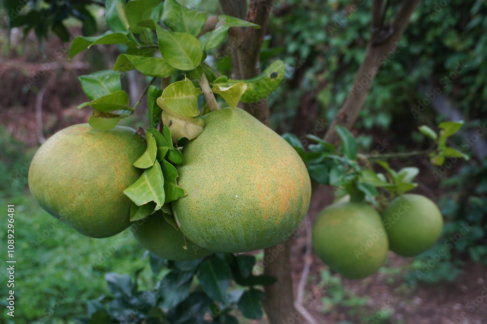 Golden Globe of Citrus: A solitary pomelo stands tall, its vibrant skin gleaming against a clean. Golden Globe of Citrus: A solitary pomelo stands tall, its vibrant skin gleaming against a clean.